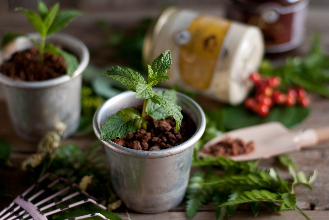 Piantine di Mousse al Cioccolato e Semifreddo ai Pinoli